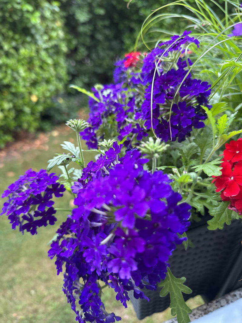 L'immagine mostra infiorescenze viola e rosse brillanti della verbena ibrida in una fioriera. Sono ben visibili anche le foglie delicate e i fusti.