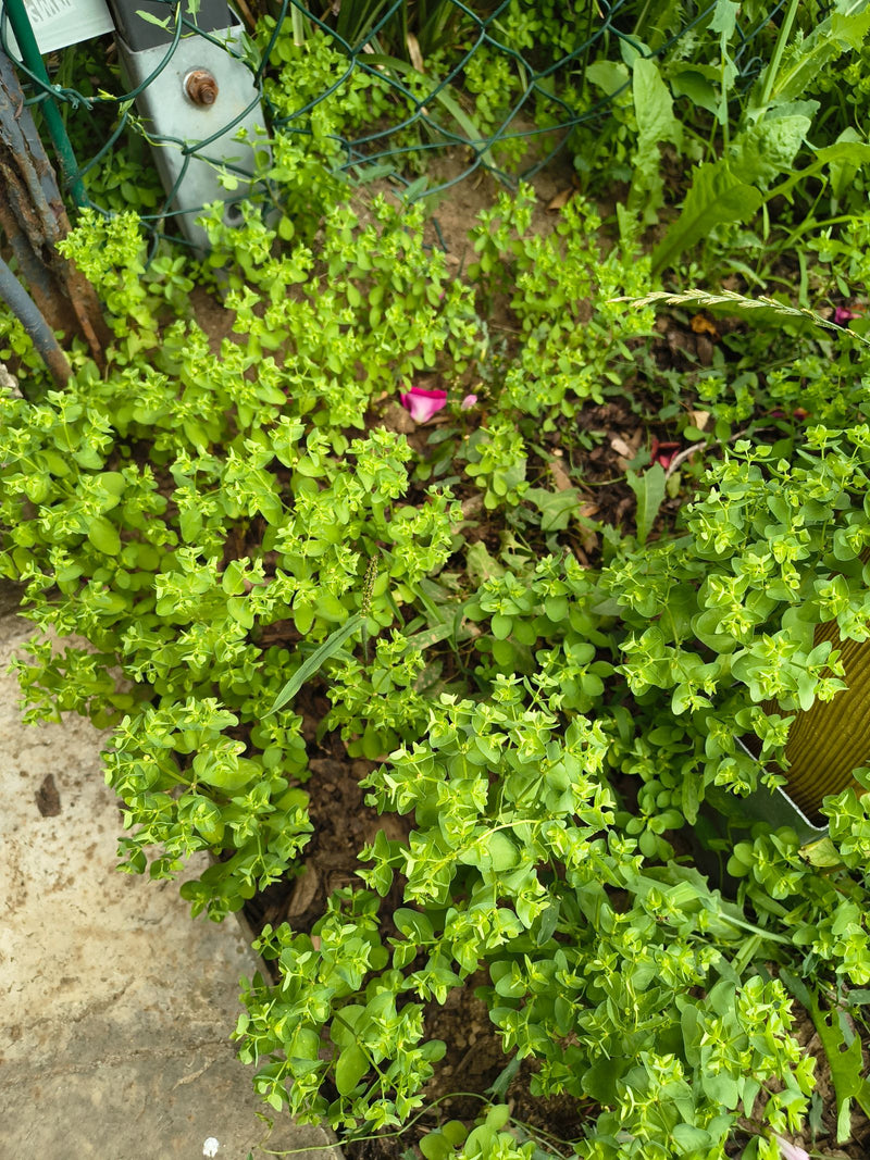 Euforbia da giardino — Bild 1