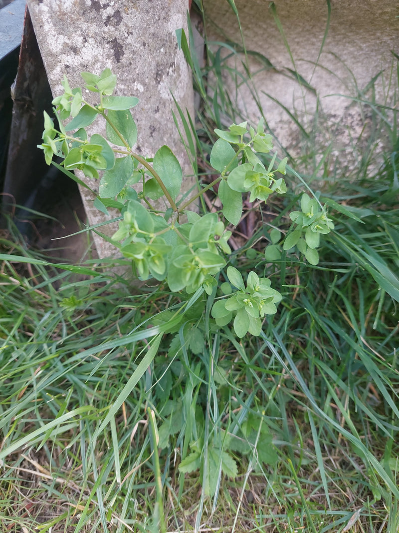 Euforbia da giardino — foto 3 di 6