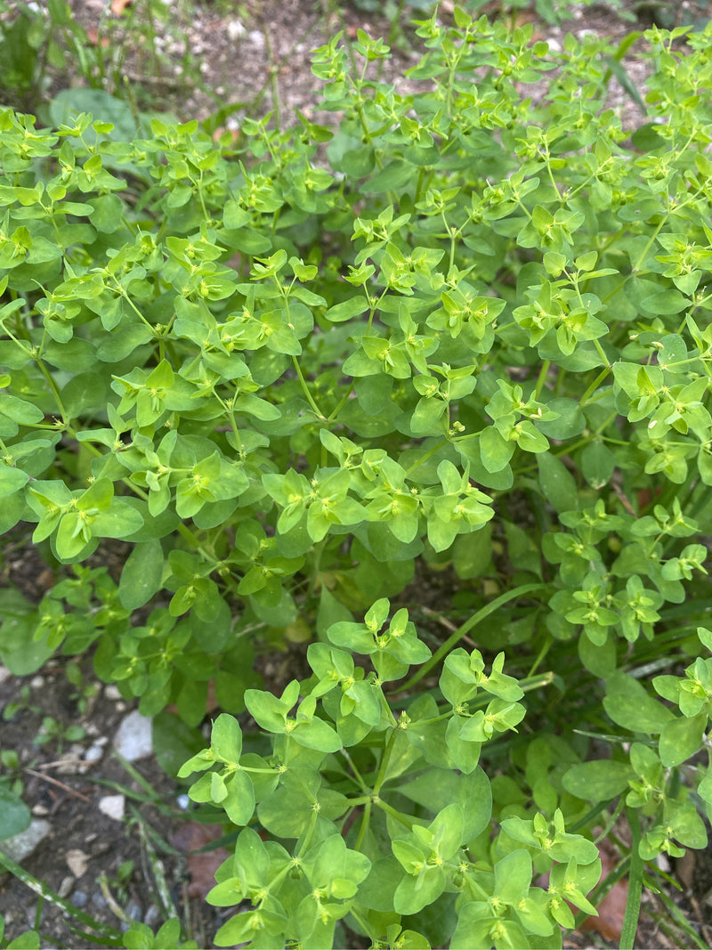 Euforbia da giardino — foto 4 di 6