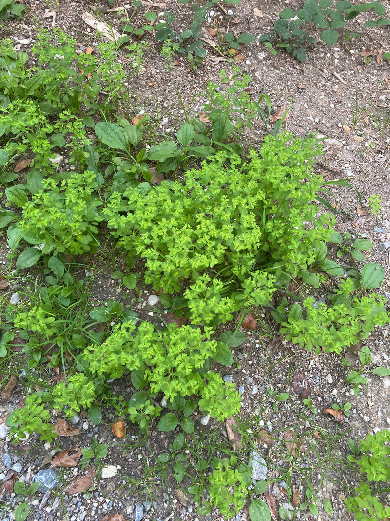 Euforbia da giardino — foto 1 di 6