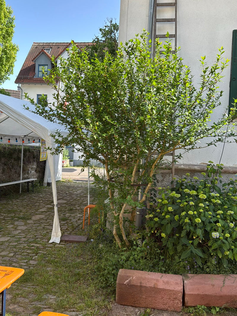 ibisco — Bild 5