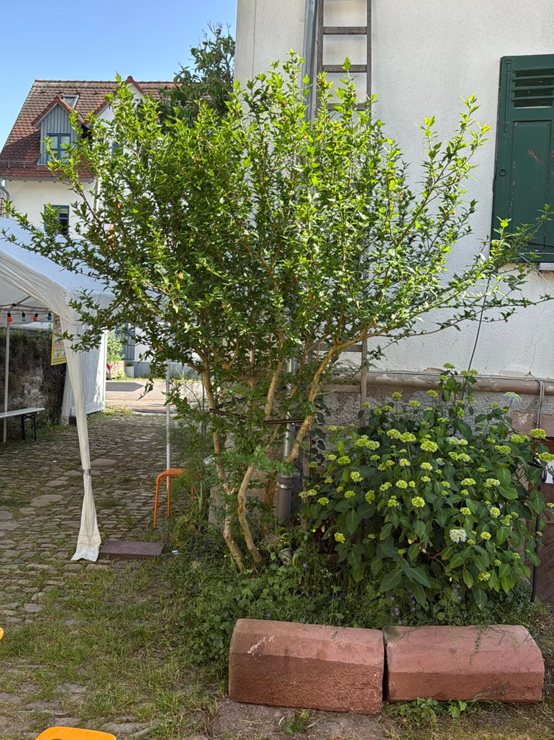 ibisco — Bild 4