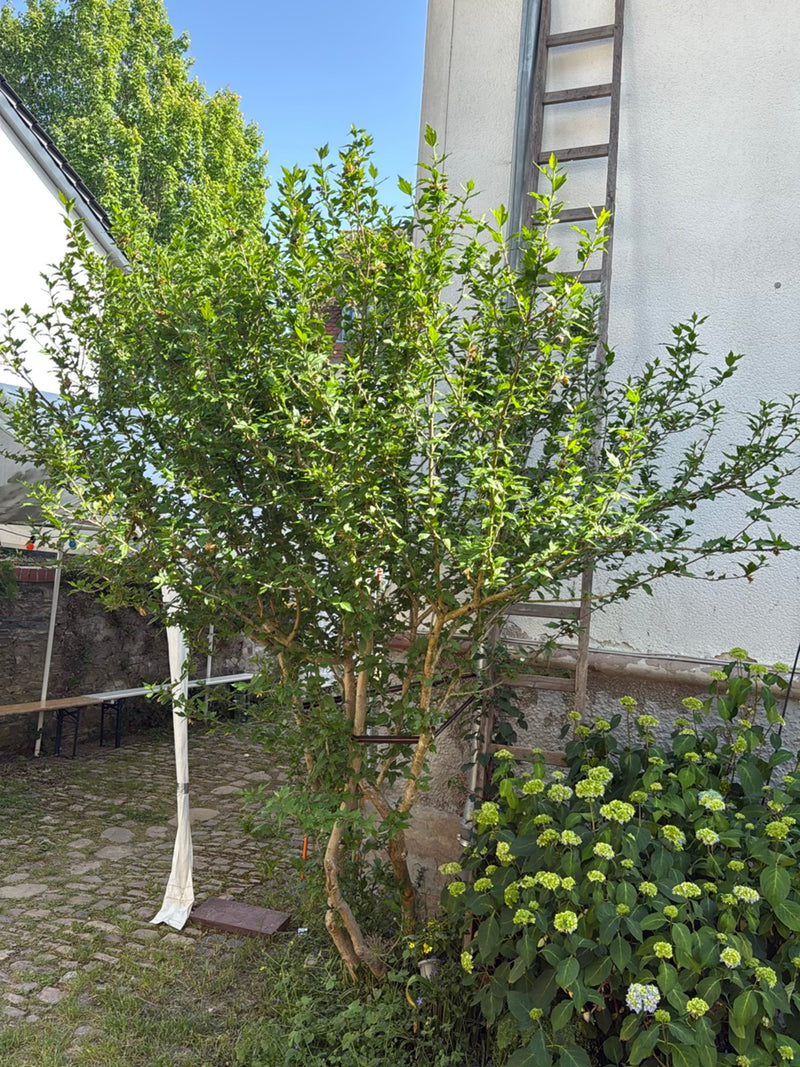 ibisco — Bild 3