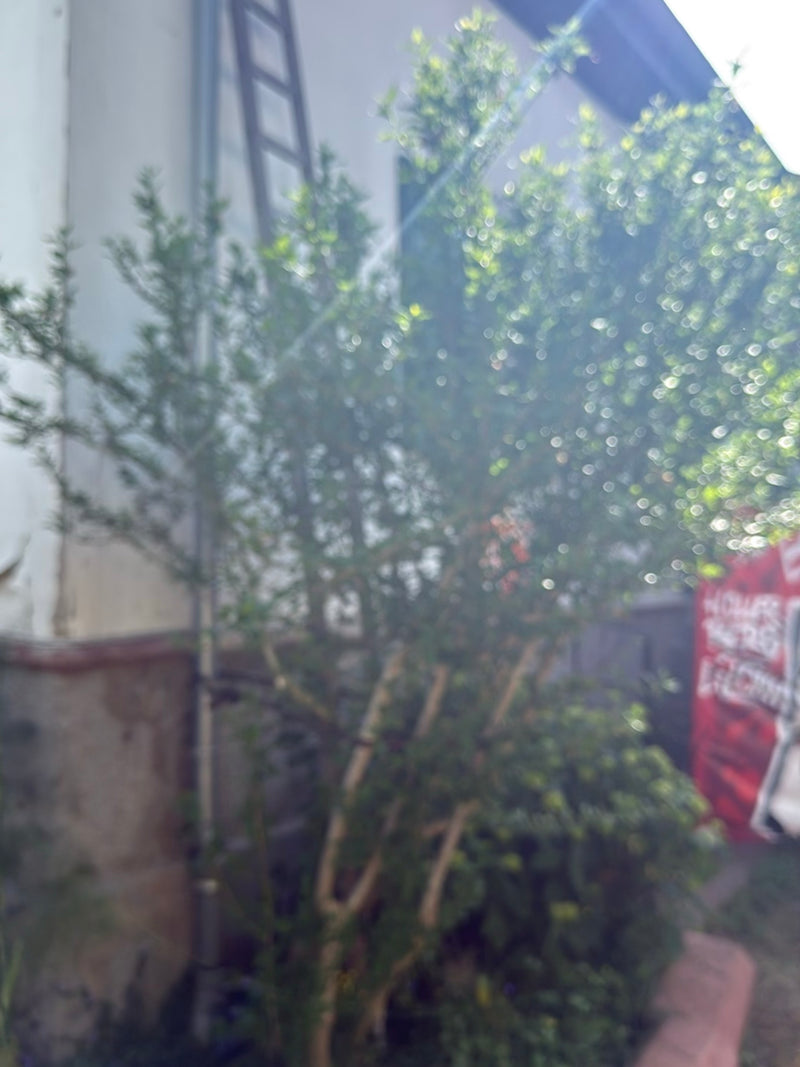 ibisco — Bild 1