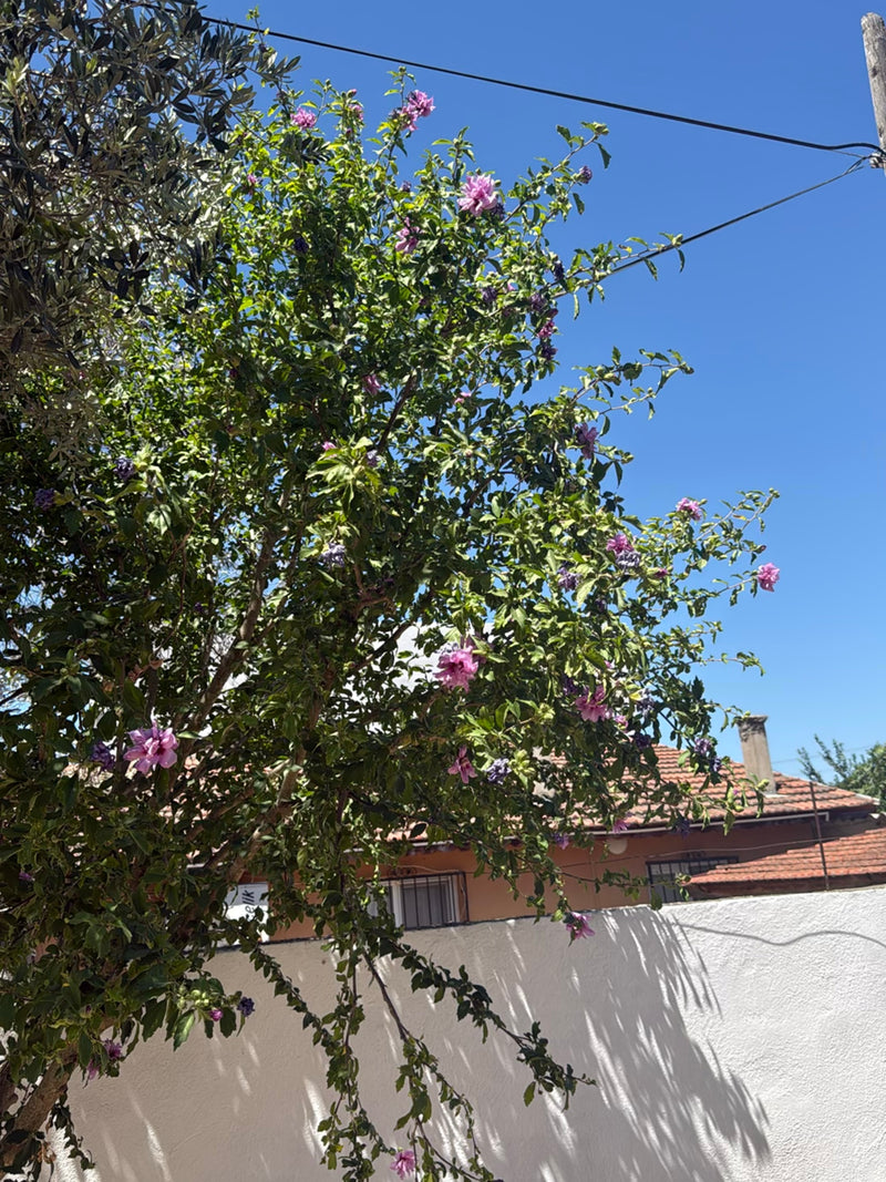 Si vede un grande arbusto di ibisco con numerosi fiori rosa davanti a un muro bianco e un cielo blu. La pianta si trova all'aperto in un ambiente da giardino.