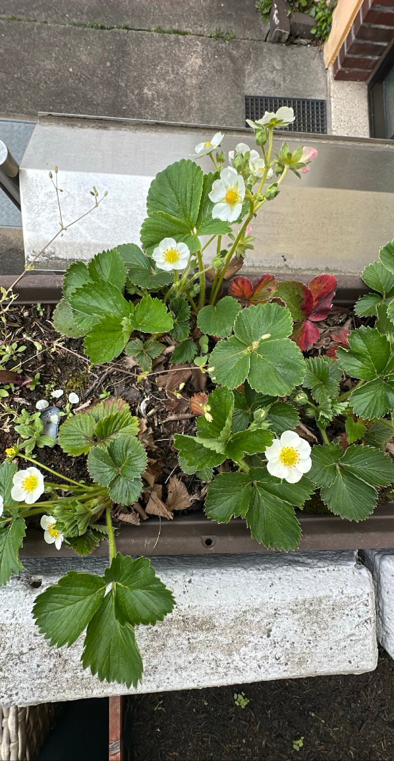 Fragola da giardino — Bild 1