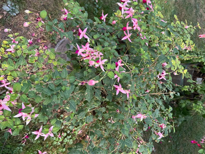 Gartenfuchsie — foto 2 di 2