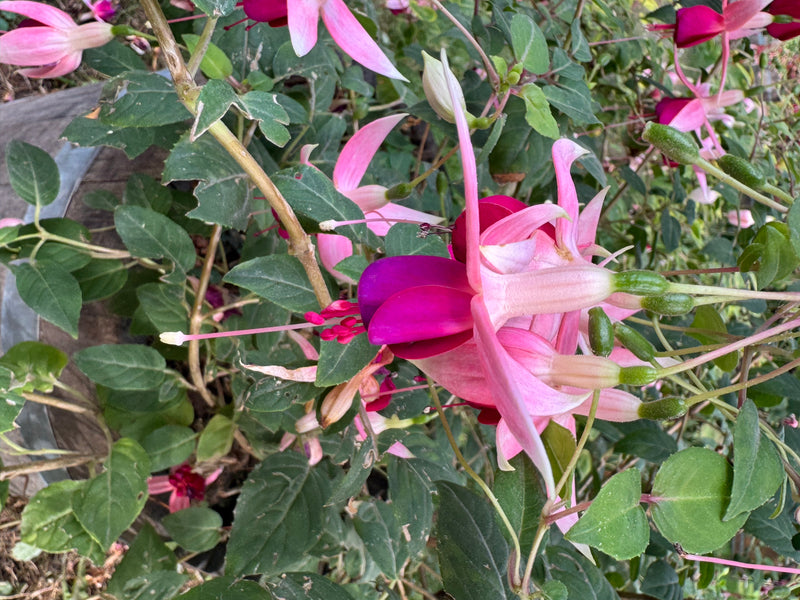 Gartenfuchsie — foto 1 di 2