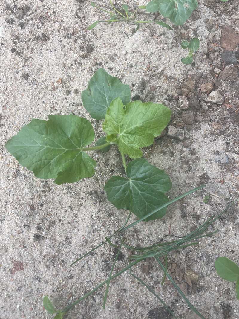 Una giovane pianta di cetriolo con diverse foglie verdi cresce su un terreno sabbioso.