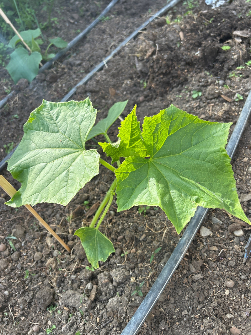 Si vede una giovane pianta di cetriolo con tipiche foglie lobate. Cresce in un letto di terra scura.