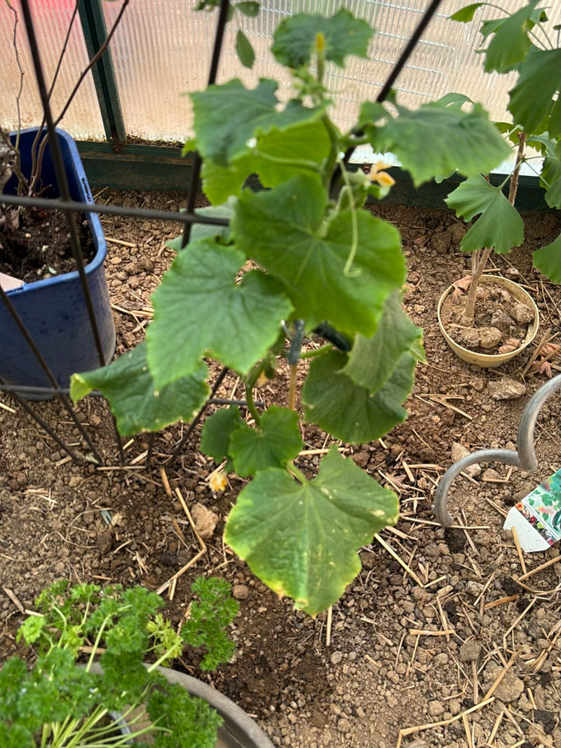 Si vede una giovane pianta di cetriolo con grandi foglie lobate e viticci. Cresce in una serra su terreno terroso.