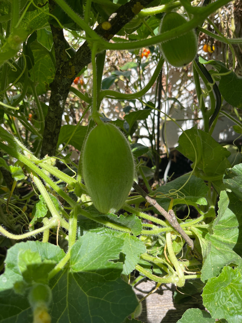 Un cetriolo giovane e peloso è appeso a una pianta verde in giardino. Altre foglie e cirri circondano il frutto.
