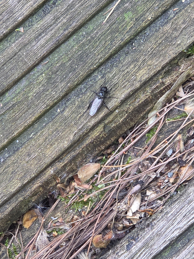 Moscerino dei capelli del giardino — Bild 2