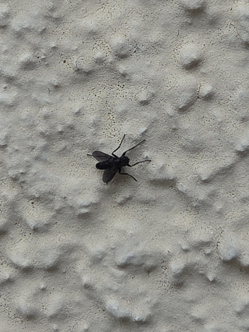 Un moscerino nero dei giardini siede su un muro chiaro e strutturato. L'esemplare di insetto è ben riconoscibile e riposa sulla superficie.