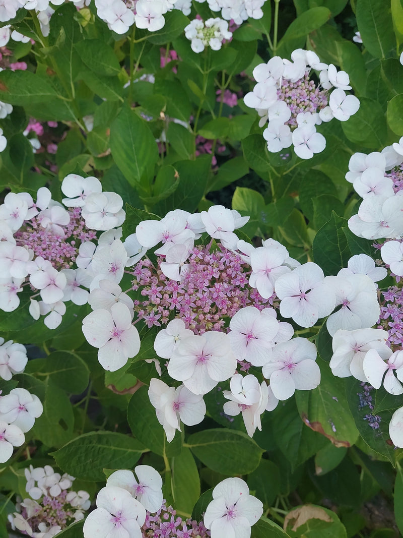 L'immagine mostra le infiorescenze bianco-rosa e le foglie verdi di un'ortensia da una prospettiva ravvicinata.