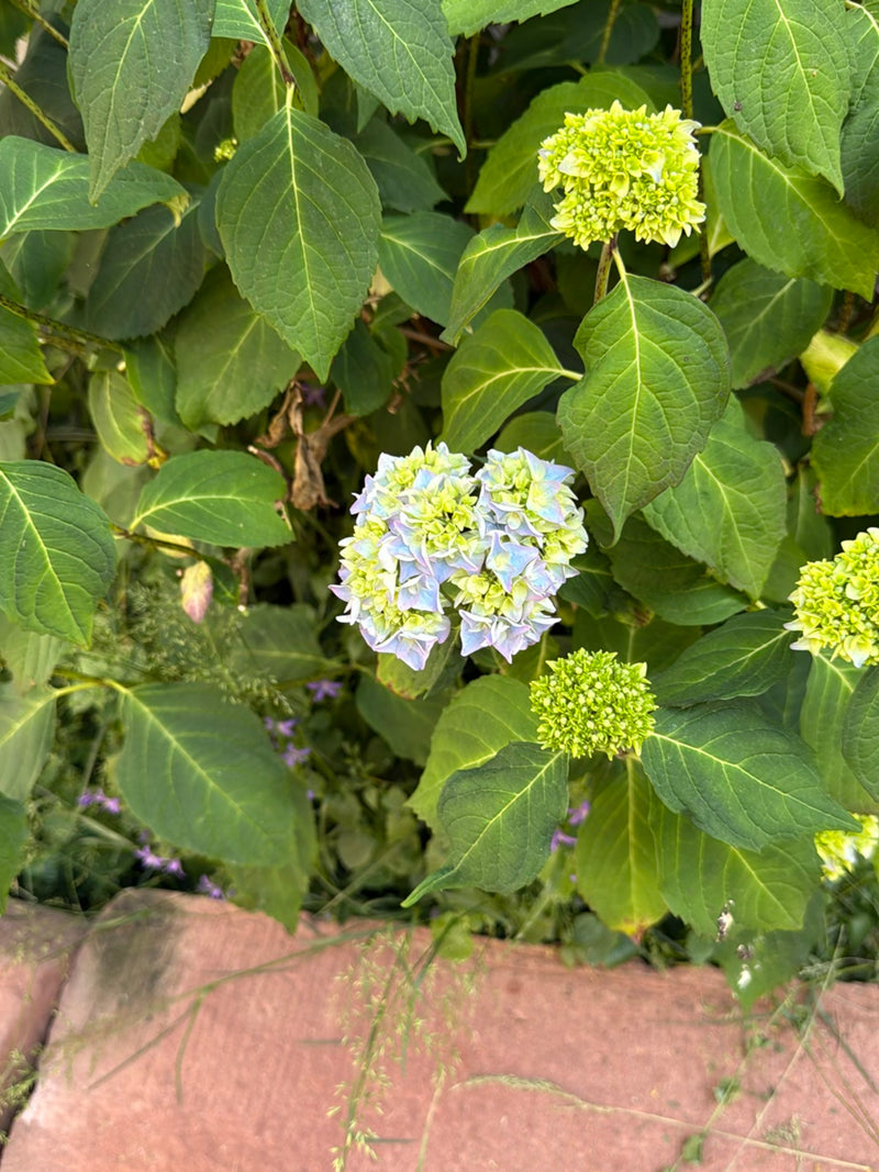 L'immagine mostra foglie verdi e infiorescenze in fase di sviluppo, parzialmente blu-bianche, di un ortensia. La pianta si trova all'aperto in un giardino.