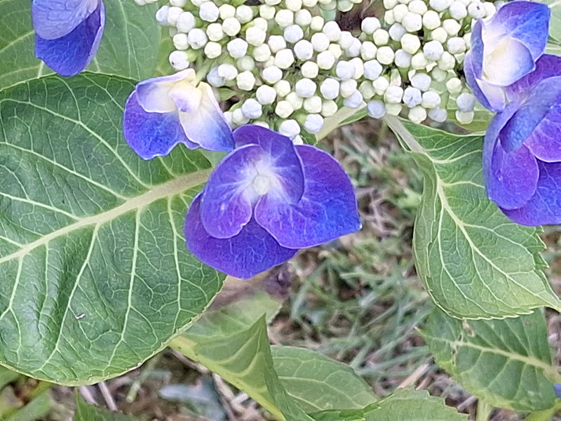 L'immagine mostra fiori blu e foglie verdi venate di un'ortensia. I boccioli non ancora aperti sono visibili sullo sfondo.