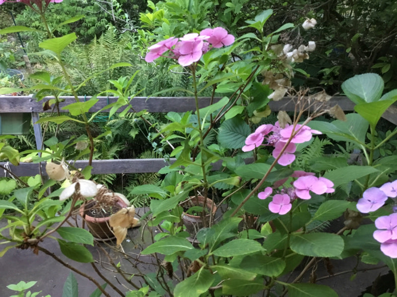 Si vede una ortensia con fiori rosa e foglie verdi davanti a una staccionata di legno. La pianta fiorisce rigogliosa in un giardino.
