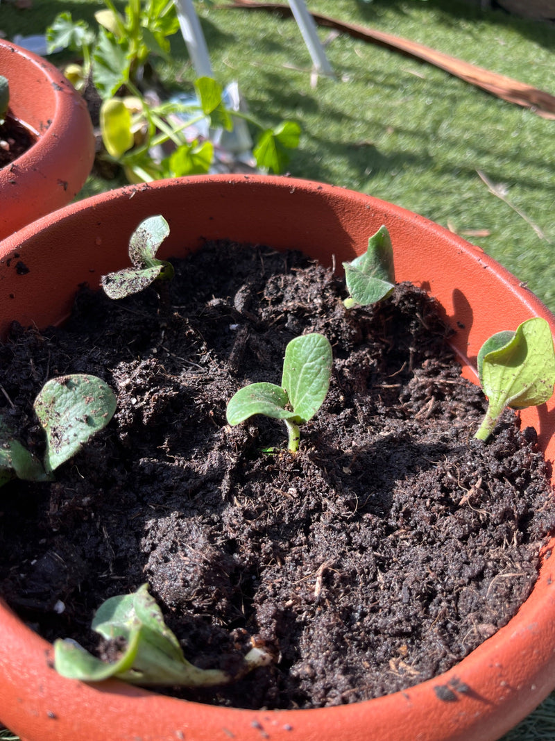 zucchine — Bild 3