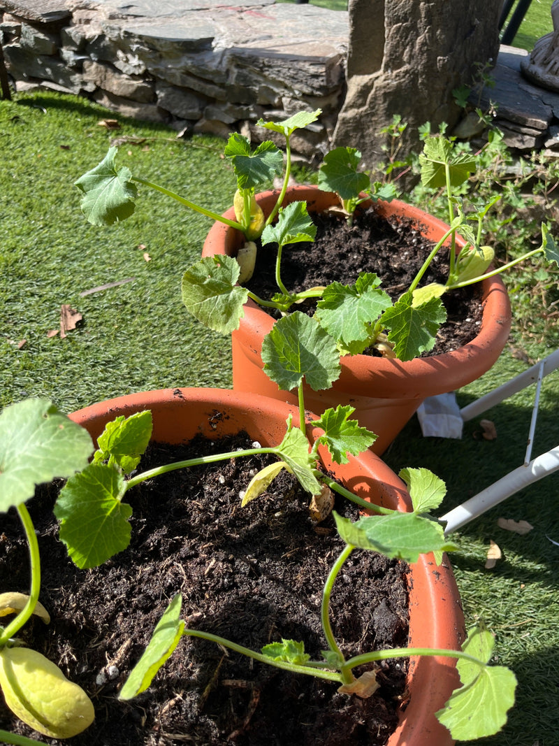 zucchine — Bild 1