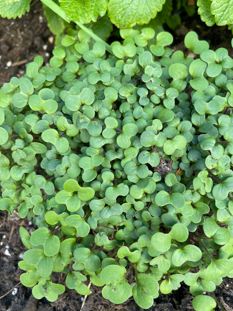 Crescione da giardino — Bild 1