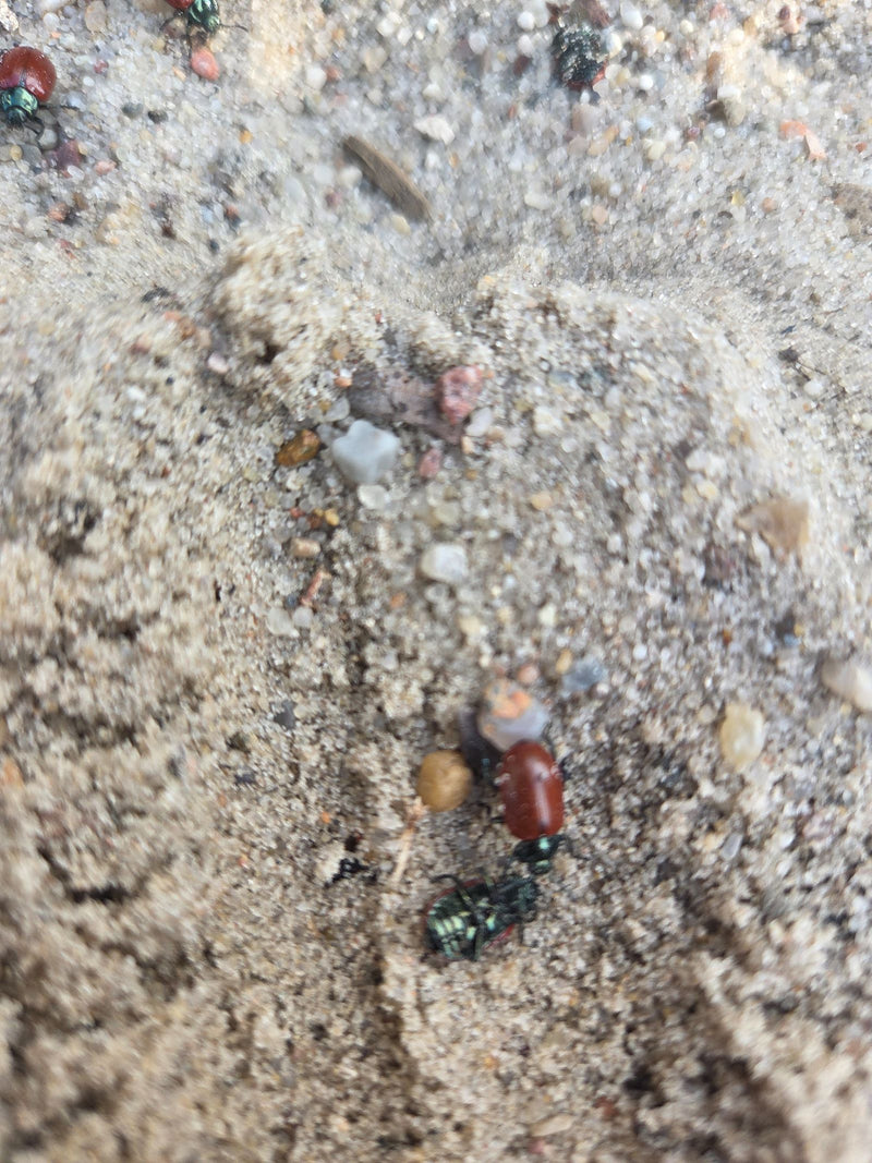 Scarabeo delle foglie da giardino — Bild 2