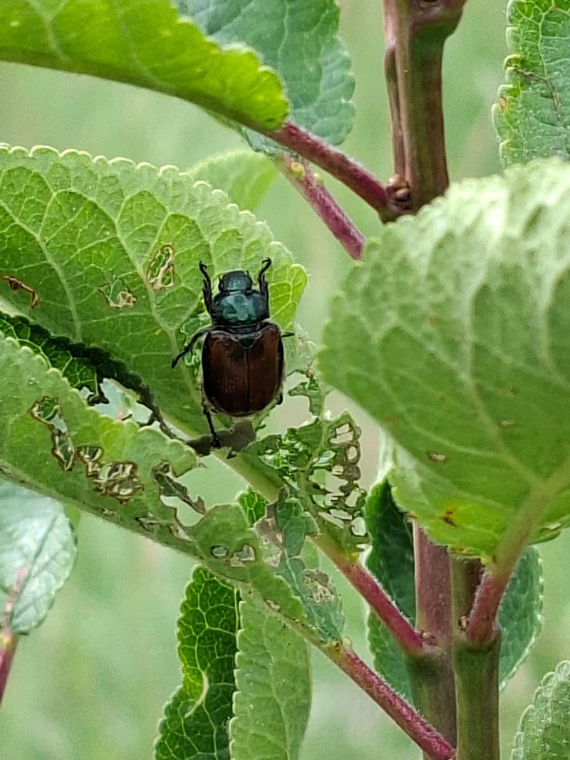 Un maggiolino degli orti si trova su una foglia verde che mostra evidenti segni di morsi. L'insetto è chiaramente riconoscibile sullo sfondo della vegetazion...