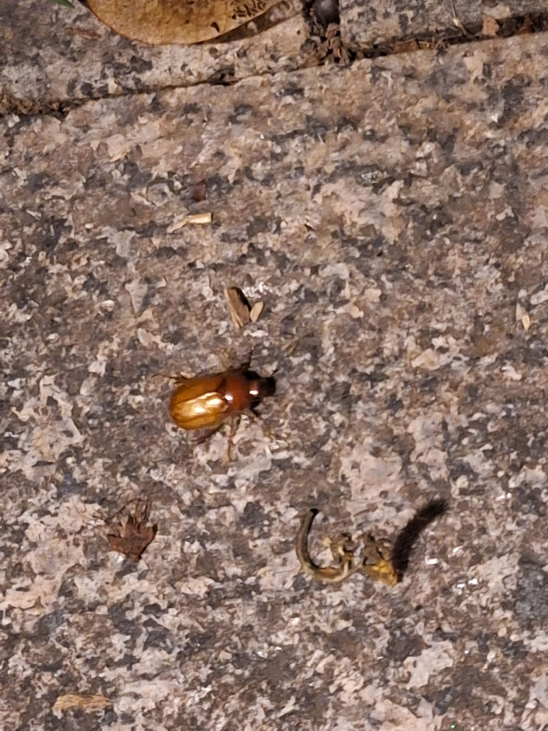 Scarabeo delle foglie da giardino — Bild 1