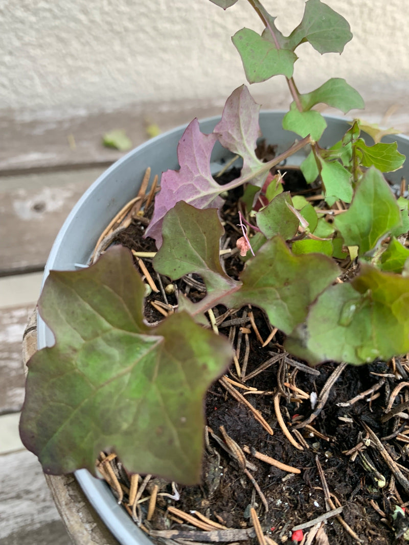 Frutteto da giardino — Bild 1