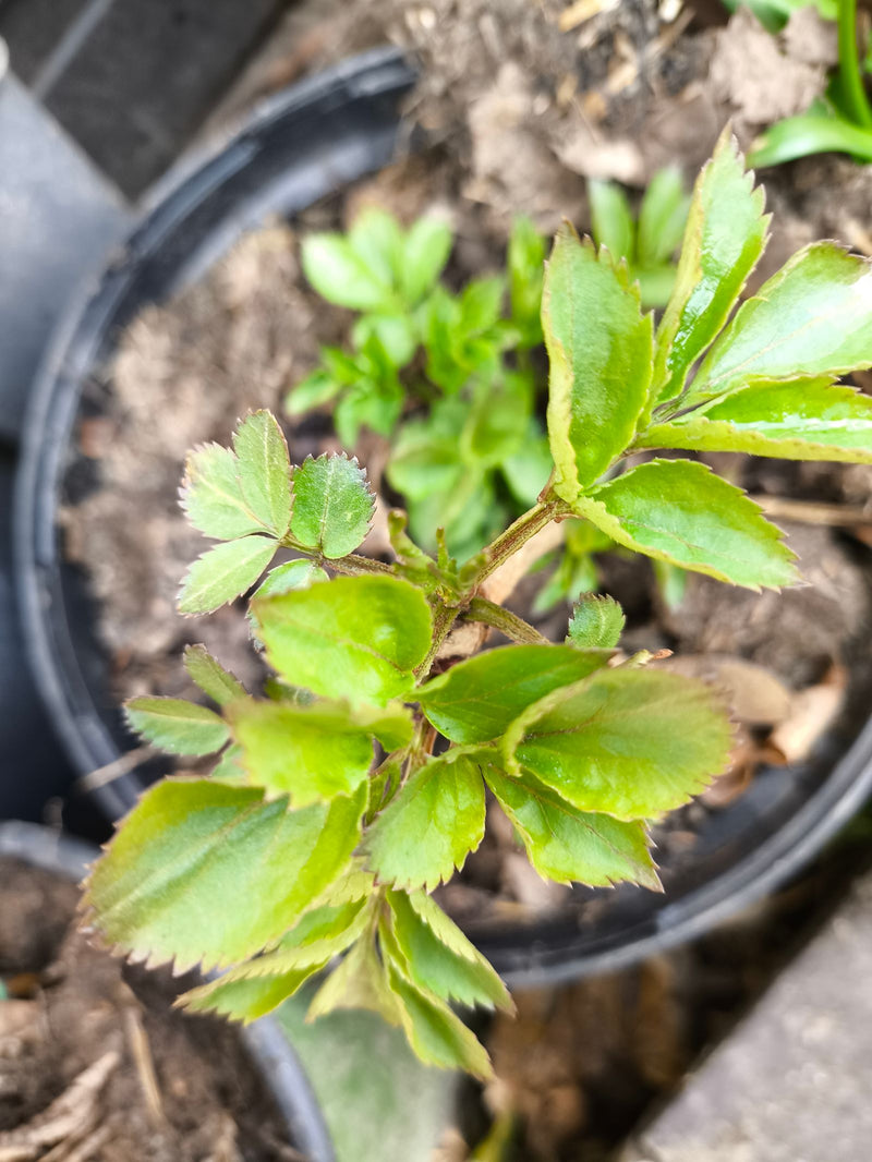 Rosa da giardino — Bild 1