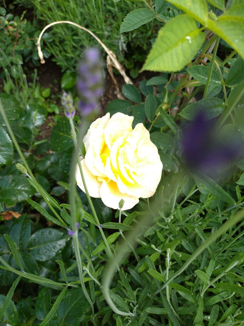 Al centro è visibile un fiore giallo aperto di una rosa da giardino, circondato da fogliame verde e steli di lavanda. Lo scatto è ripreso dall'alto in un gia...