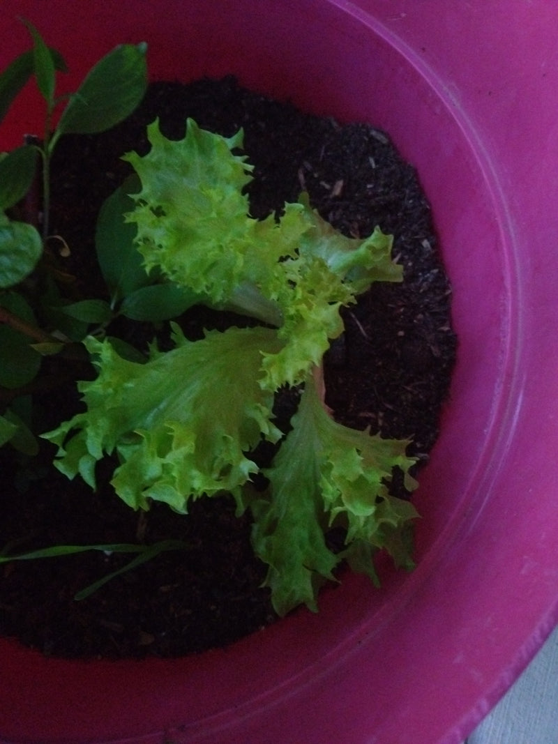 Insalata dell'orto — Bild 1