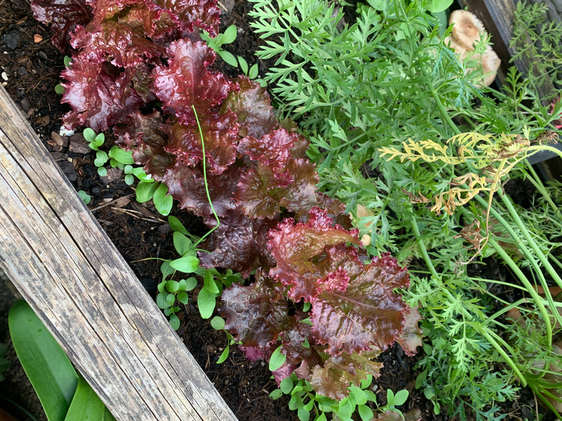 Si vede una fila di lattuga rossa in un orto rialzato, che cresce accanto a fini foglie di carota e piccole erbe selvatiche. Le foglie leggermente arricciate...