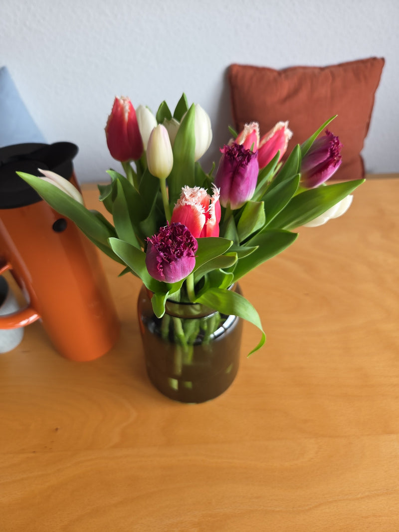 Tulipano da giardino — Bild 2