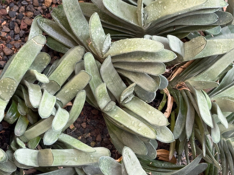 Vista dall'alto di diverse piante succulente di Gasteria con foglie spesse e distiche che crescono su un substrato ghiaioso.