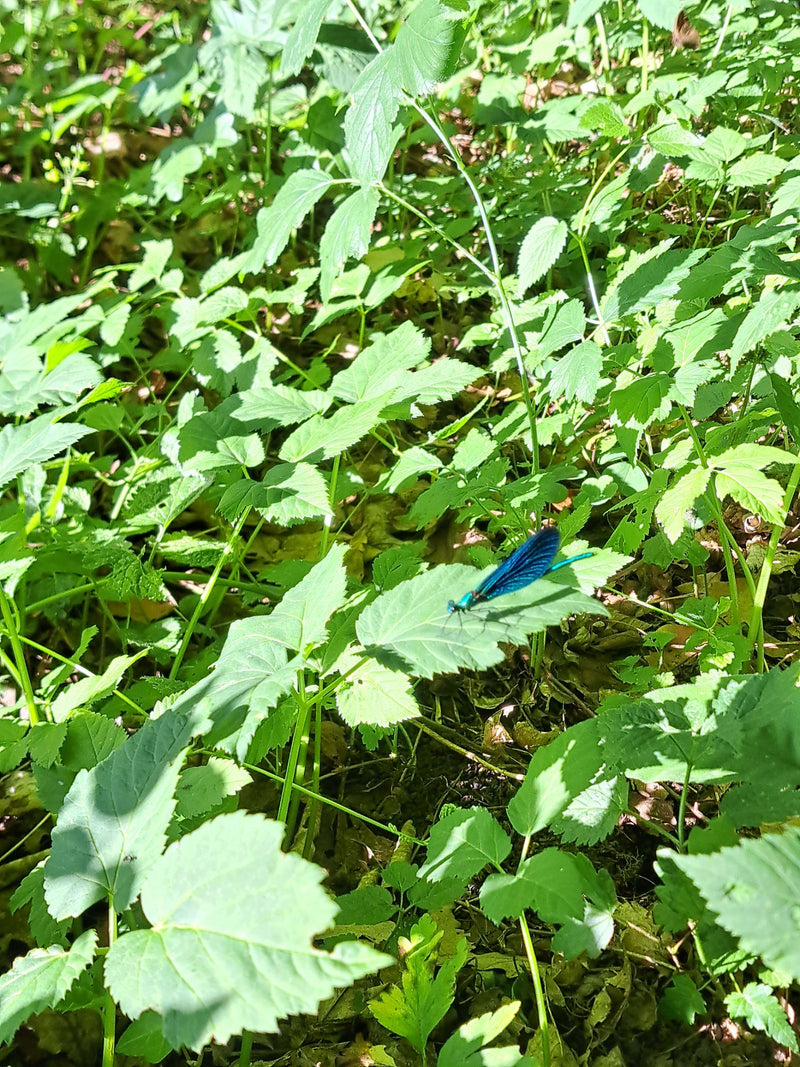 Demoiselle fasciata — Bild 1