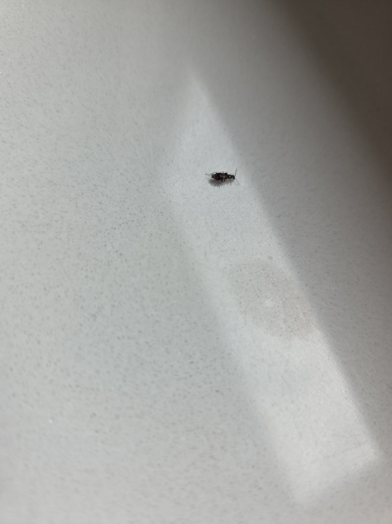 Scarabeo della verruca fasciato — Bild 1