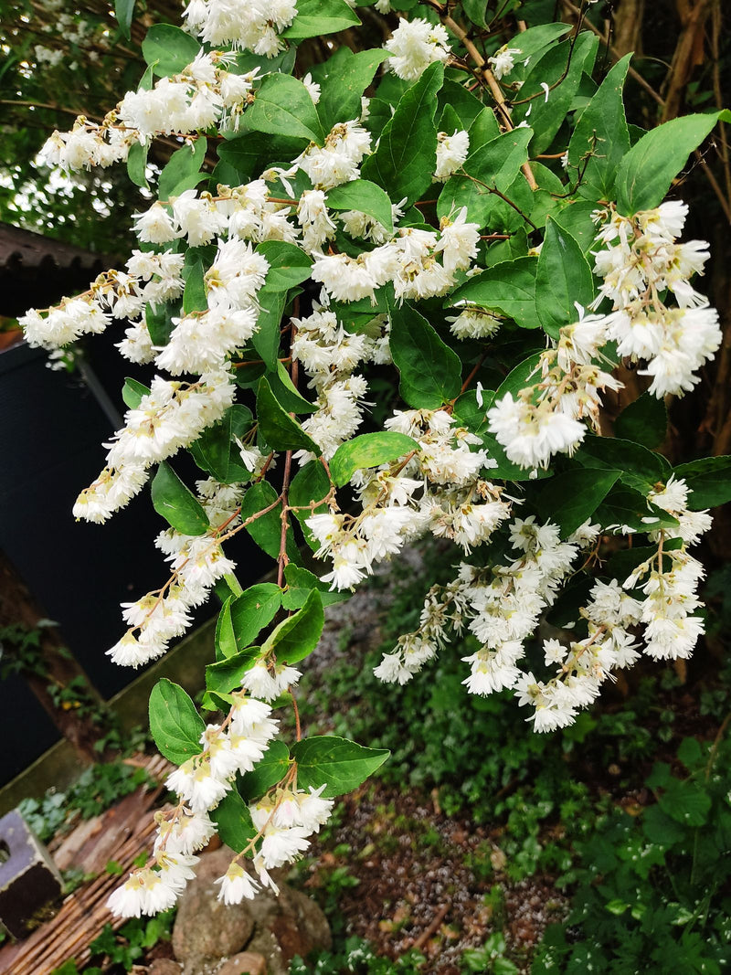 È visibile un ramo fiorito di deutzia gracile con numerosi fiori bianchi e foglie verdi. La pianta si trova in un giardino.