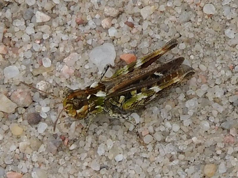 Cricket maculato del club — Bild 1
