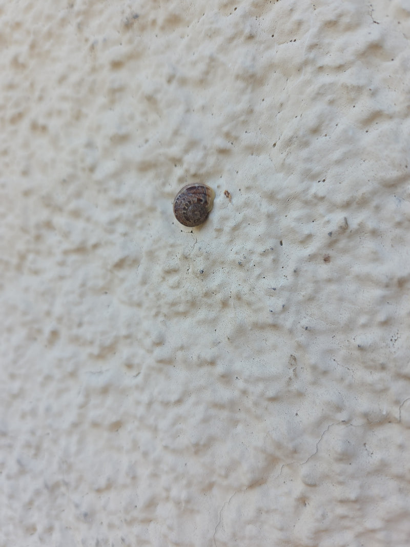 Lumaca a ciotola maculata — Bild 1