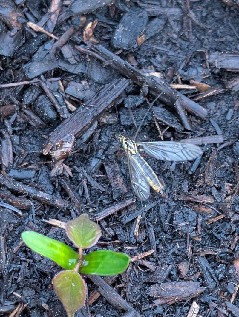 Mosca della gru maculata — Bild 1