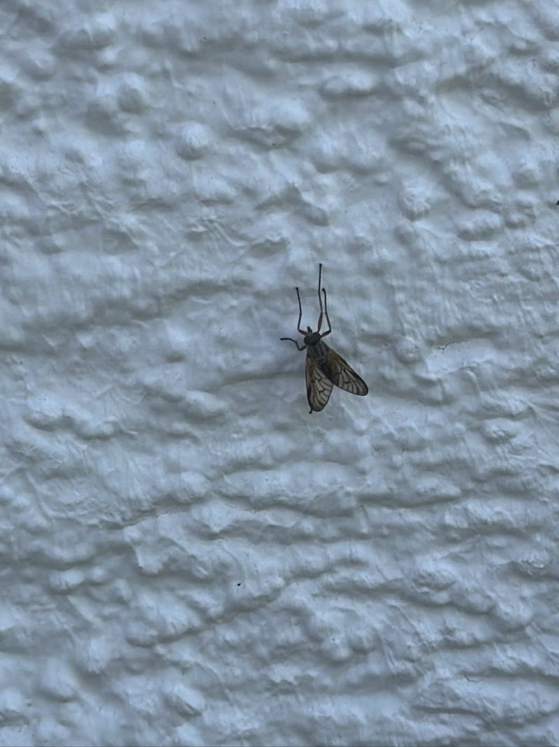 Mosca del beccaccino — Bild 3