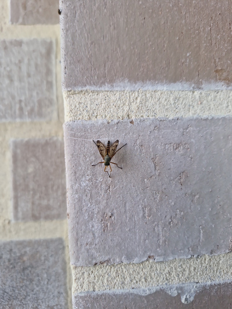Mosca del beccaccino — Bild 2