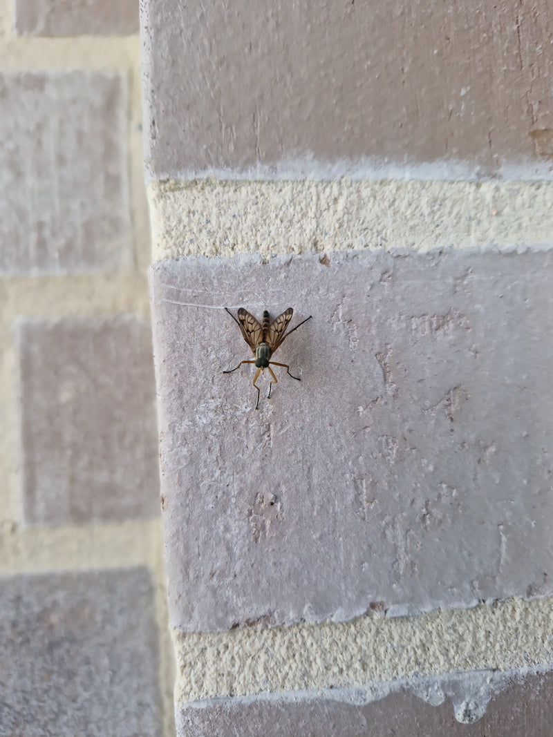 Mosca del beccaccino — Bild 1