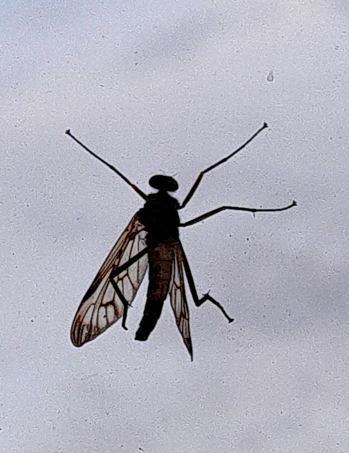 Una mosca beccaccia (Rhagio scolopaceus) è posata su uno sfondo chiaro. Il caratteristico disegno alare e le lunghe zampe sono ben visibili.