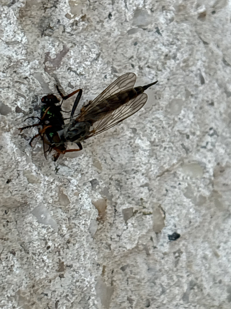 Una mosca beccaccina maculata siede su un muro chiaro e tiene un'altra mosca come preda tra le zampe. L'insetto è ben visibile e mostra un tipico comportamen...