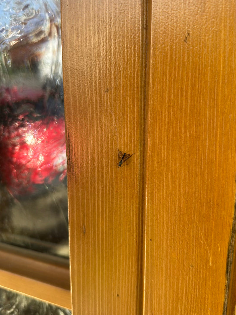 Una mosca beccaccina maculata riposa su un telaio di legno verticale. La forma tipica del corpo e il disegno delle ali sono chiaramente visibili.