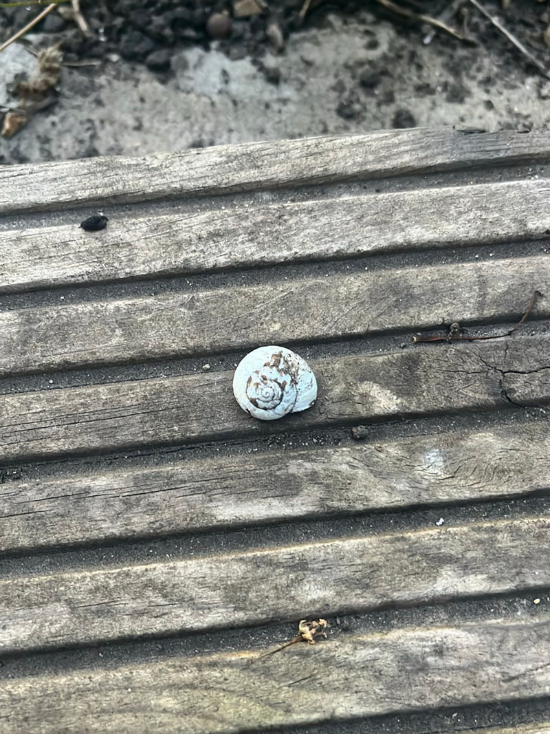 Lumaca maculata — Bild 3
