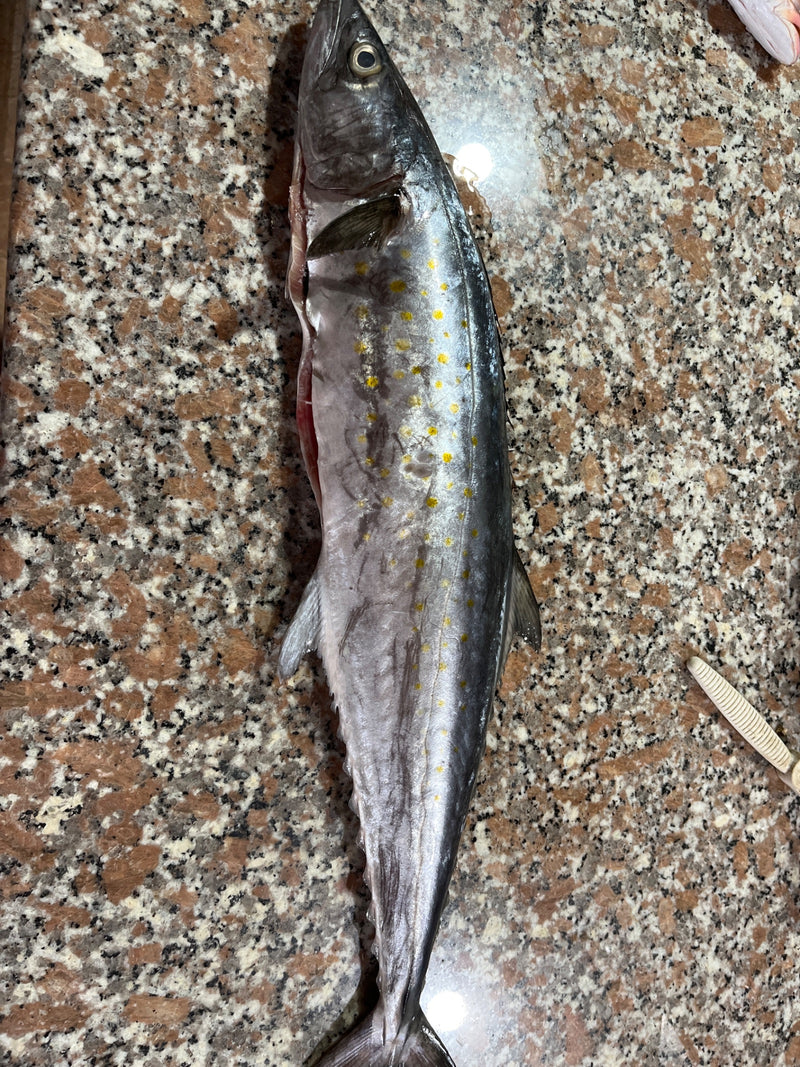 Gefleckte Spanische Makrele — foto 1 di 1